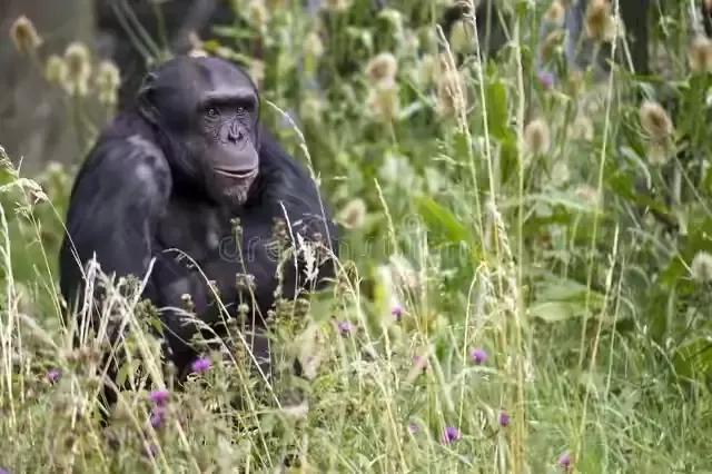 比利时女子声称爱上黑猩猩<strong></p>
<p>人与兽杂交</strong>，人和猩猩在一起，到底能否生育后代？