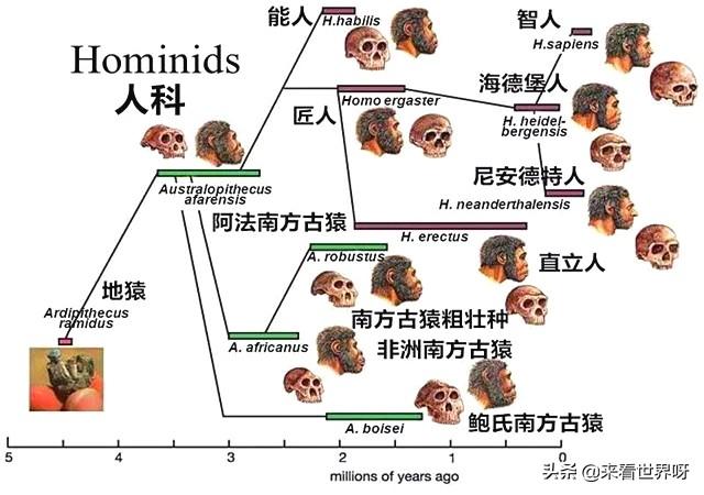 生物进化论是不是错误的<strong></p>
<p>人类和兽类杂交盘</strong>？为什么科学界找不到人类的始祖？