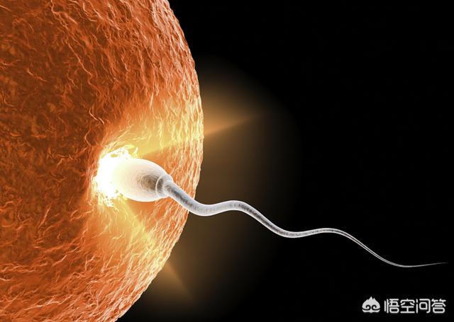 人类受精卵能在其他哺乳动物子宫内完成发育并生产吗？