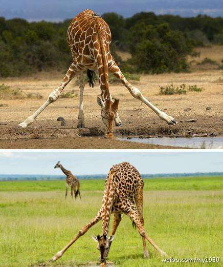 长颈鹿喝水(长颈鹿喝水的故事)